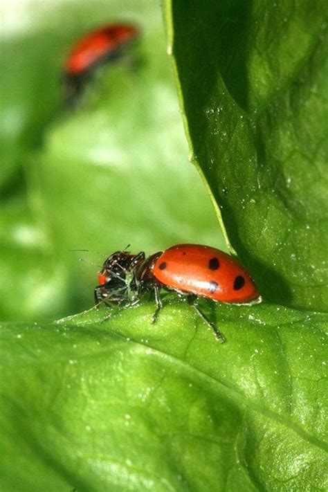 That's because aphids are fairly fragile, and will die off in droves during. Ladybugs (or Soap and Water) Are the Perfect Solution to ...
