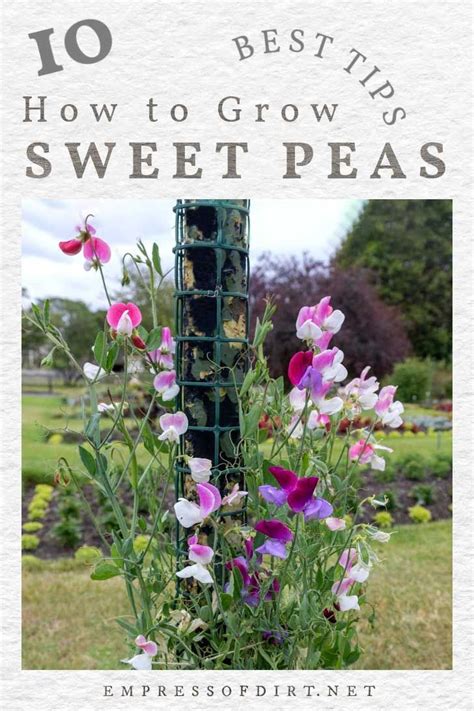 10 Best Tips For Growing Sweet Peas Sow Grow Care Empress Of Dirt