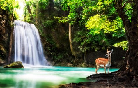 Wallpaper Forest Trees Nature Animal Waterfall Deer