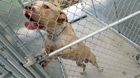 Federal Prison Employee Indicted In Florida Dogfighting Ring Nbc 6
