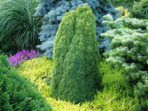 82 Best Images About Conifer Combinations On Pinterest