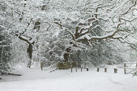 Albury Heath Snow Scene Photo Wp27511
