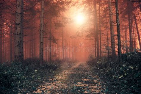 Red Colored Foggy Forest Landscape Stock Photo Image Of Fantasy