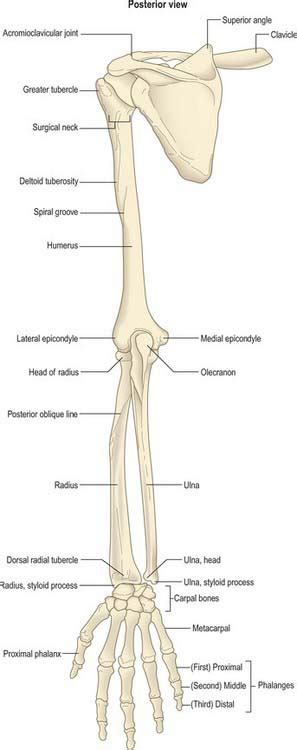 Pectoral Girdle And Upper Limb Overview And Surface Anatomy Free Hot