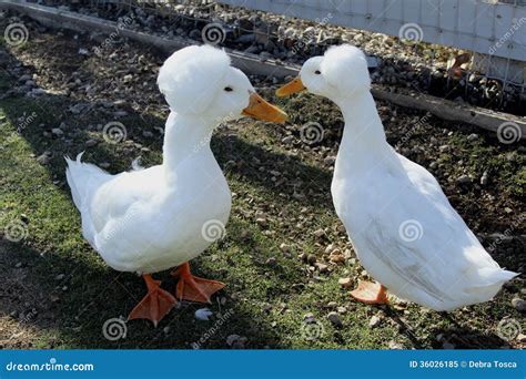 Ducks Of White Fluffy Hair Royalty Free Stock Photo Image 36026185