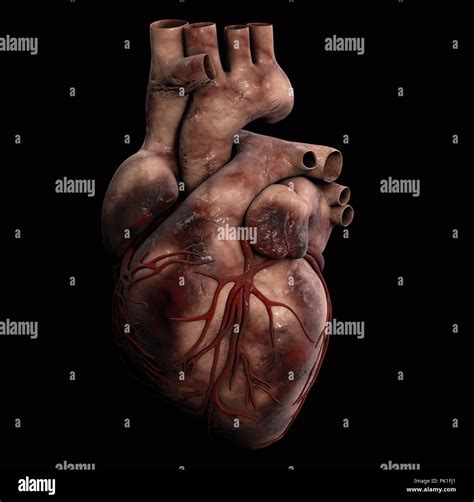 Coeur de l'homme - Anatomie de coeur humain 3d illustration Photo Stock ...