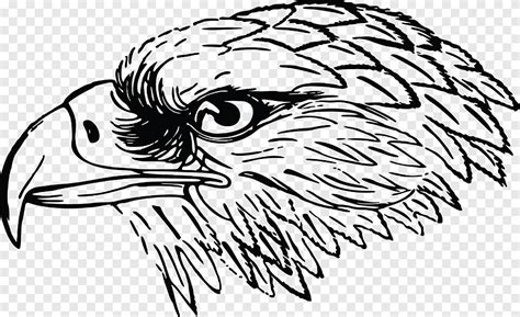 Lukisan Hitam Putih Kepala Burung Kepala Elang Png Pngegg Pixel