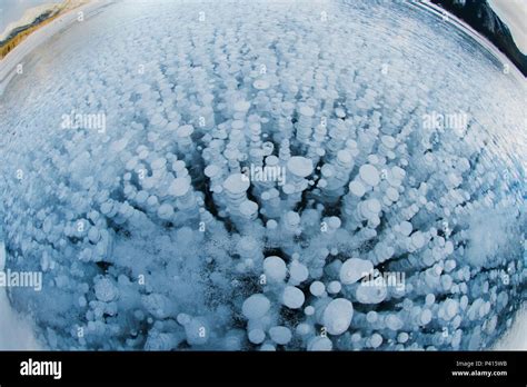 Frozen Methane Bubbles In Winter Abraham Lake Canadian Rocky