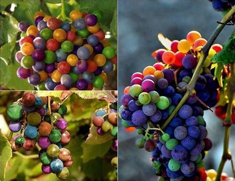 Grapes Are Colorfully Colored And Hanging On The Vine In Different