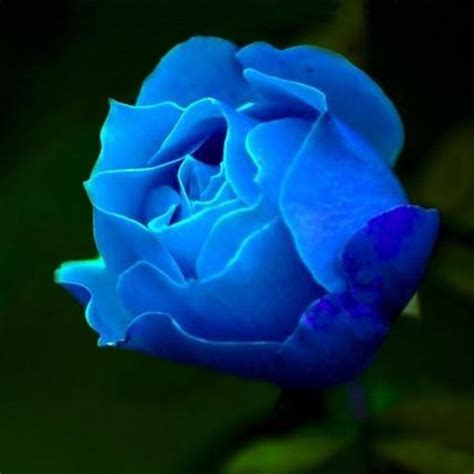 Find rose bud colors and adjust it to your exact liking. Egrow 100Pcs Delphinium Grandiflorum Flower Seeds Home ...