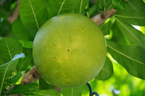 The fruit plays a role in the popol vuh linking the resemblance of the fruit to skulls & the carrion smell of the tree in. Trees and Plants: Calabash Tree