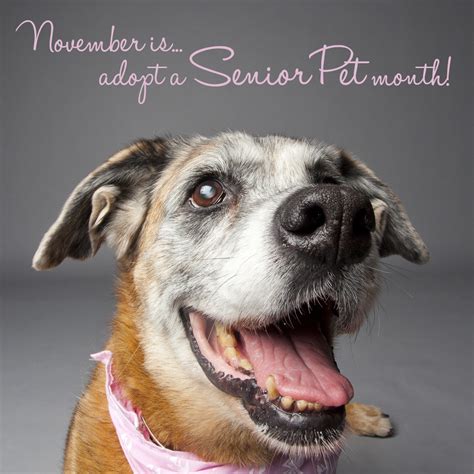 November A Great Time To Adopt A Senior Pet Ontario Spca And Humane