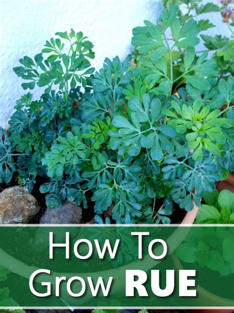 How To Grow Rue