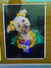 It's possible to skip quarantine in hawaii if your complete all the preparation steps on time. Taking a dog to Hawaii: Reduce quarantine time to a few ...