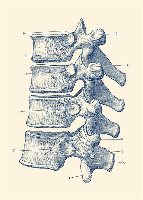 Spinal Cord Vertebrae View Vintage Anatomy Print Drawing By Vintage My Xxx Hot Girl