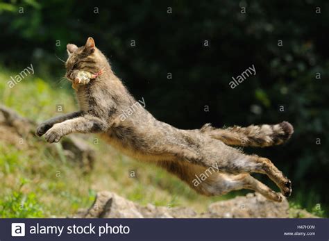 European Wildcat Felis Silvestris Silvestris Side View Jumping Prey