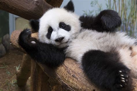 Panda Updates Friday June 30 Zoo Atlanta