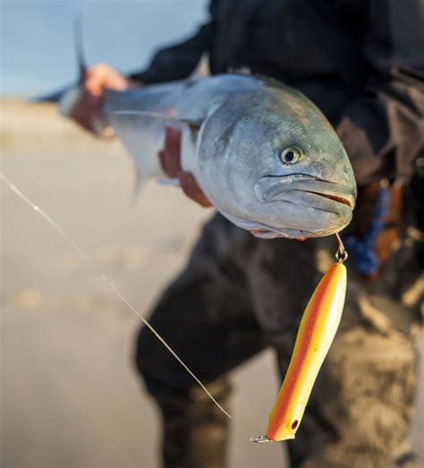 The Best Lures For Bluefish On The Water