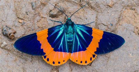 10 Most Beautiful Moths In The World Imp World