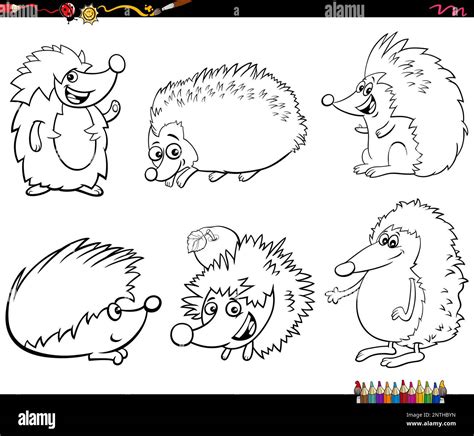 Black And White Cartoon Humorous Illustration Of Funny Hedgehogs Animal