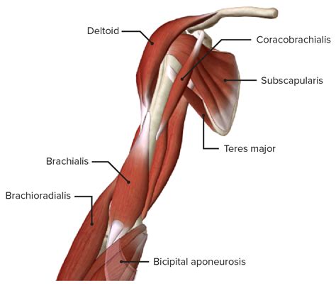 Biceps Upper Arm Anatomy