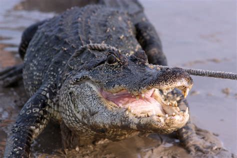 Кожа аллигатора и крокодила отличия 86 фото