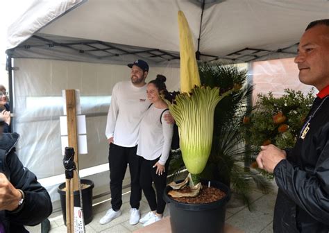 4104 n lakewood boulevard long beach, ca 90808. VIDEO: Phil the bloomed corpse lily greets fans at CSULB ...
