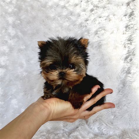 Extreme Micro Teacup Yorkie Puppy For Sale Los Angeles