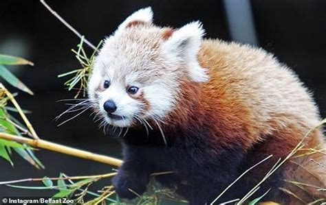 Huge Hunt Is Launched As A Red Panda Goes Missing From Belfast Zoo