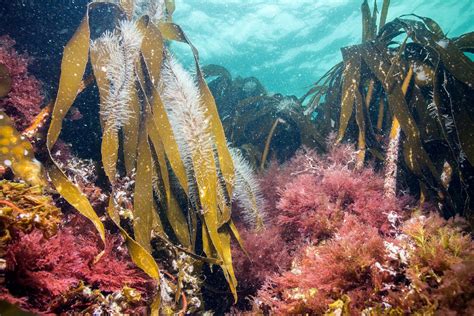 Kelp And Seaweeds Coast