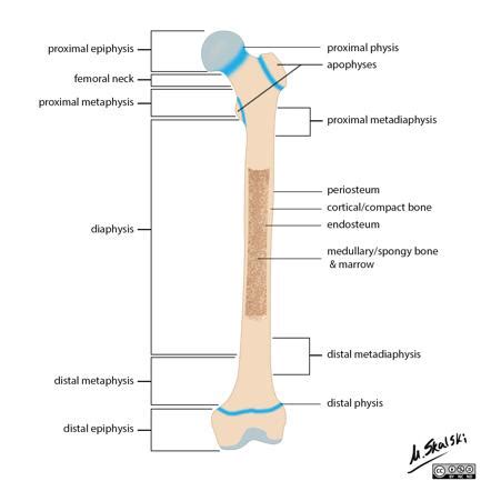 Ends of a bone called epiphysis. Bone terminology diagram | Image | Radiopaedia.org