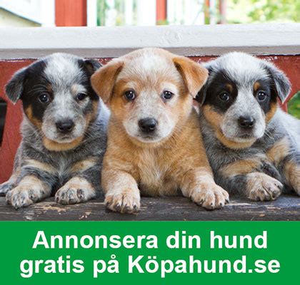 Svenska kennelklubben (skk) är hundägarnas riksorganisation och grundades den 13 december 1889 1 av adolf patrik hamilton initialt för jakthundar, men täcker idag alla hundraser. Valpregistrering | Svenska Kennelklubben