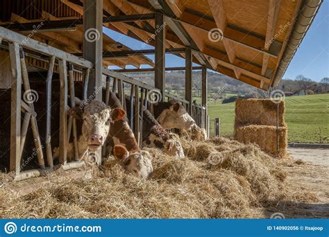 Cows Are Standing In The Stable And Eating The Straw Stock Photo