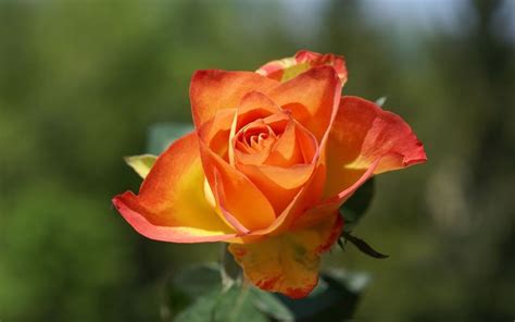 Dark Orange Tipped Rose Wallpaper Rose Flower Pictures Rose Flower