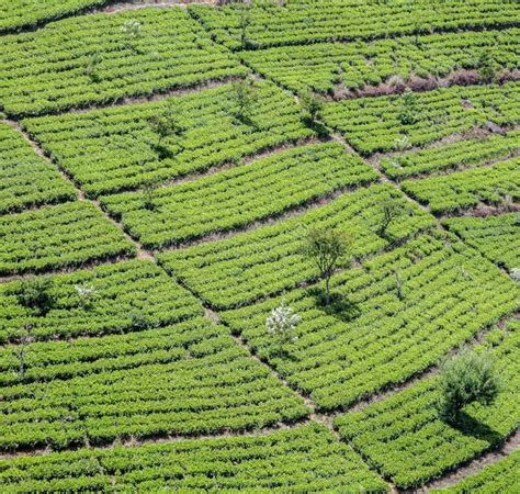 Green Tea Plantation In Sri Lanka Stock Image Image Of Farming Eliya