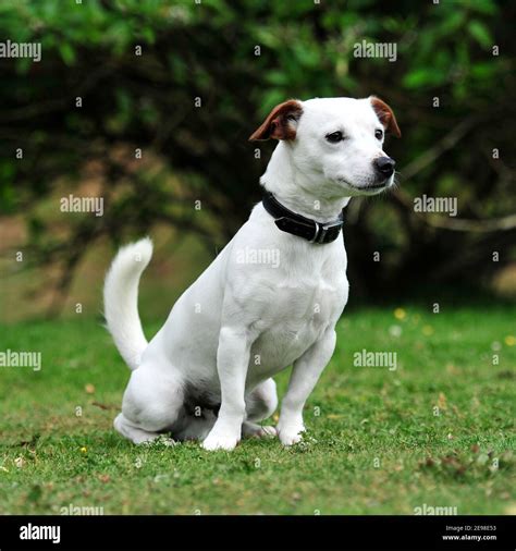 Smooth Coated Jack Russell Terrier Hi Res Stock Photography And Images