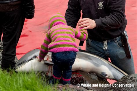 The Horror Reflecting On The Massacre Of 1428 Dolphins On The Faroe