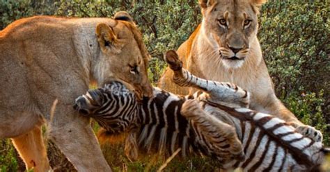 Lion Vs Zebra Fight Comparison Who Will Win Wild Fighting