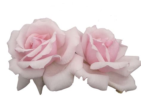 Pink Flowers Pastel Rose Pastel Png Download Free Transparent Flower Png Download