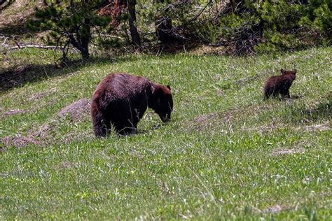 Black Bears Yellowstone National Park Wy Usa Photograph By Darren