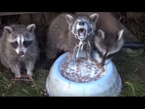 This cat food is left out for a few cats that moved in under this trailer at irvine lake, a raccoon also shares the food with the cats. Watch out! #Raccoons will eat just about anything ...