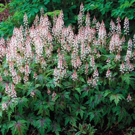 Sugar And Spice Tiarella Foamflower Plant Ideal For Deep Shade But