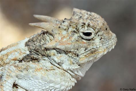 Phrynosoma Platyrhinos Calidiarum Southern Desert Horned Lizard