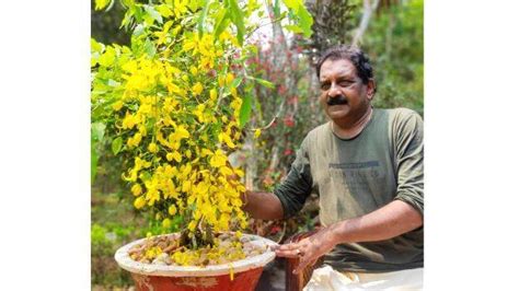 Kannikonna Tree At Prayer Room Blooms For Vishukani Kerala General