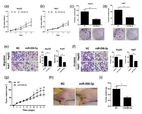 mir 590 3p suppressed hcc growth in vitro and in vivo hepg2 and huh7 download scientific