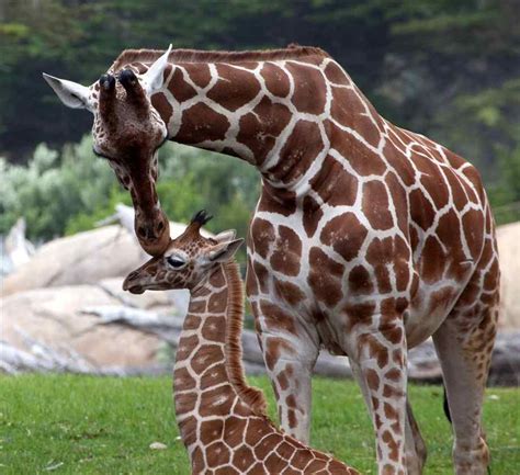 Mother And Baby Giraffe Sassy Animals Giraffe Animals