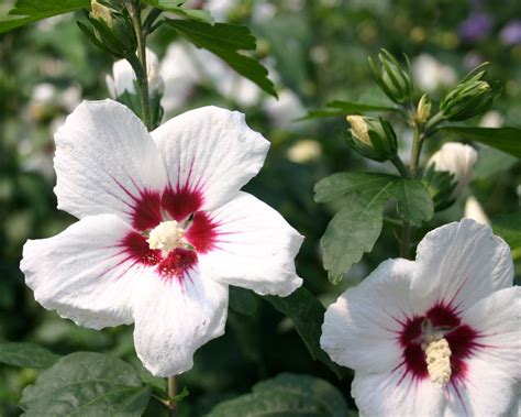 Two White And Red Flowers With Green Leaves