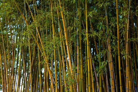 Bamboo Plants The Tree Center