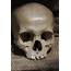 Human Skull  Cabinet Of Curiosities