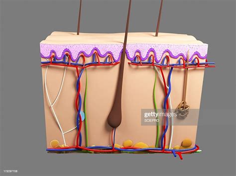 Human Skin Artwork High Res Vector Graphic Getty Images